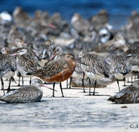 Cooloola Nature - New Castle Holiday
