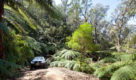 Wadbilliga Road Drive - New Castle Holiday 3