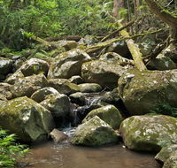 Booyong walking track - New Castle Holiday