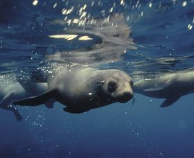 Wilsons Promontory VIC New Castle Holiday