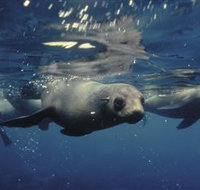 Wilsons Promontory Marine National Park - New Castle Holiday