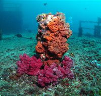 HMAS Brisbane Dive Site - New Castle Holiday
