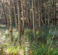 Anabranch loop track - New Castle Holiday