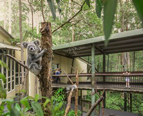 Daisy Hill Koala Centre - New Castle Holiday 0