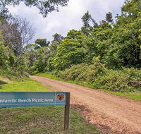 Antarctic Beech picnic area - New Castle Holiday