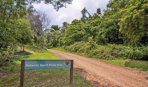 Antarctic Beech Picnic Area - New Castle Holiday 0