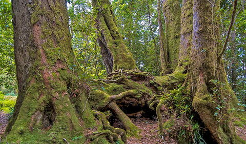 Antarctic Beech Picnic Area - New Castle Holiday 3