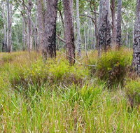 Narrawallee Inlet walking track - New Castle Holiday