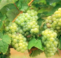 Red Tail Wines - New Castle Holiday