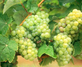 Red Tail Wines - New Castle Holiday 0