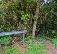 Falcorostrum loop walking track - New Castle Holiday