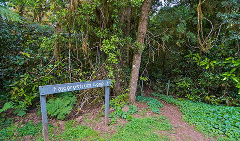 Falcorostrum Loop Walking Track - New Castle Holiday 0
