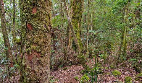 Falcorostrum Loop Walking Track - New Castle Holiday 2