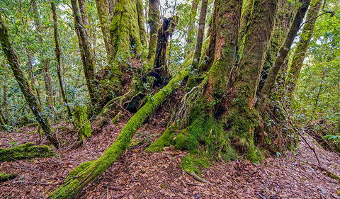 Falcorostrum Loop Walking Track - New Castle Holiday 3
