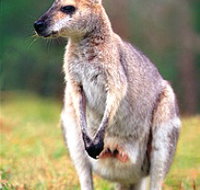 Venman Bushland National Park - New Castle Holiday