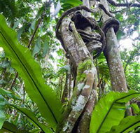 Tamborine Rainforest Skywalk - New Castle Holiday
