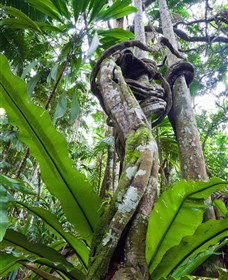 Tamborine Rainforest Skywalk - New Castle Holiday 0