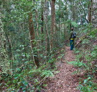 Blackbutt walking track - New Castle Holiday