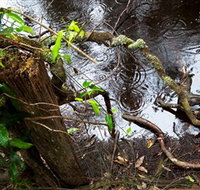 Mogo Bushwalk - New Castle Holiday