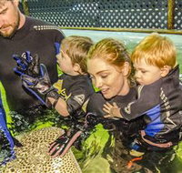 Irukandji Shark and Ray Encounters - New Castle Holiday