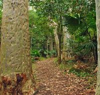 Depot Beach Rainforest walk - New Castle Holiday