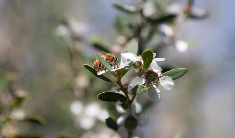 Murramarang Aboriginal Area - New Castle Holiday 2