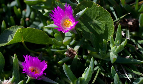 Murramarang Aboriginal Area - New Castle Holiday 3