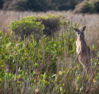 Murramarang Aboriginal Area walking track - New Castle Holiday