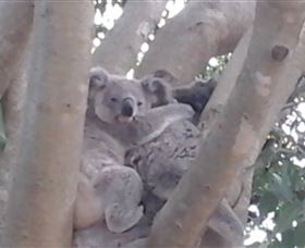 Mondrook Garden Cafe Gallery And Function Centre - New Castle Holiday 1