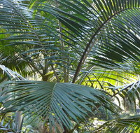 Bangalore Falls walking track - New Castle Holiday