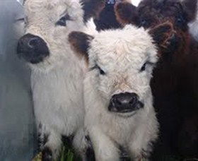 Honeycomb Valley Farm - New Castle Holiday 3