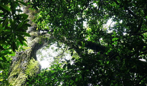 Wollumbin National Park - New Castle Holiday 1