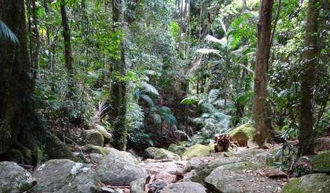 Wollumbin National Park - New Castle Holiday 2