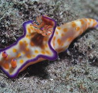 Curtain Artificial Reef Dive Site - New Castle Holiday