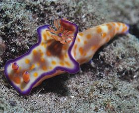Curtain Artificial Reef Dive Site - New Castle Holiday 0