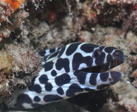 Curtain Artificial Reef Dive Site - New Castle Holiday 2
