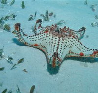 The Pines Dive Site - New Castle Holiday