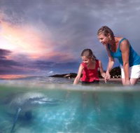 Tangalooma Dolphin Feeding - New Castle Holiday