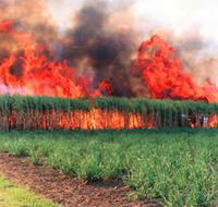 Reeves Family Sugar Cane Farm - New Castle Holiday