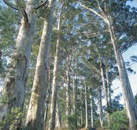 The Great Forest Trees Drive - New Castle Holiday