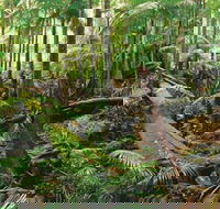 Wollumbin-Mount Warning National Park - New Castle Holiday