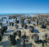 Hamelin Pool Stromatolites - New Castle Holiday