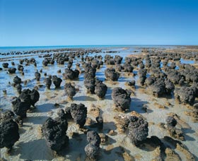 Hamelin Pool Stromatolites - New Castle Holiday 0
