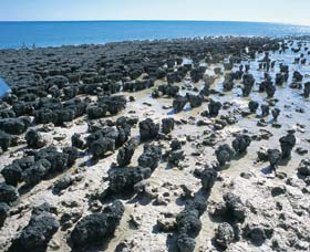 Hamelin Pool Stromatolites - New Castle Holiday 1