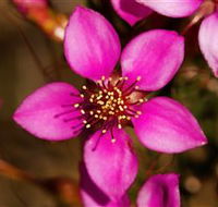 Flora - New Castle Holiday