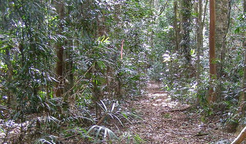 Big Scrub Loop Walking Track - New Castle Holiday 0