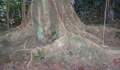 Big Scrub Loop Walking Track - New Castle Holiday 1