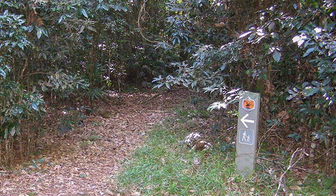 Big Scrub Loop Walking Track - New Castle Holiday 2