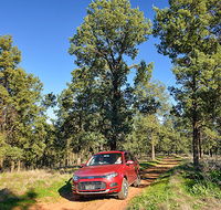 Wallingat Forest drive - New Castle Holiday
