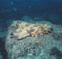 Scottish Prince Dive Site - New Castle Holiday